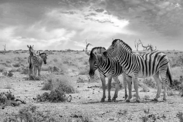 Black White Photo Burchells Zebras Etosha National Park Namibia Rechtenvrije Stockfoto's