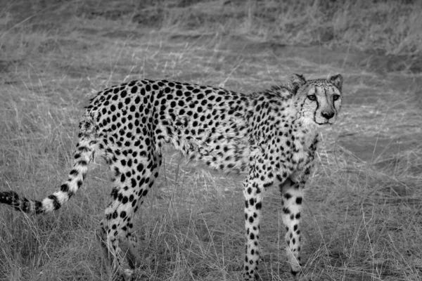 Cheetah Nature Reserve Namibia Black White Royaltyfria Stockbilder