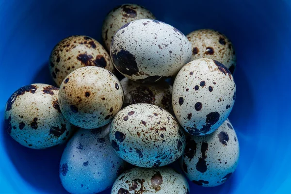 Mavi Seramik Kasede Benekli Bıldırcın Yumurtası Yığını — Stok fotoğraf