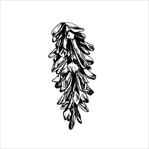 美しい手描きのコーンイラスト森の要素 — ストックベクタ