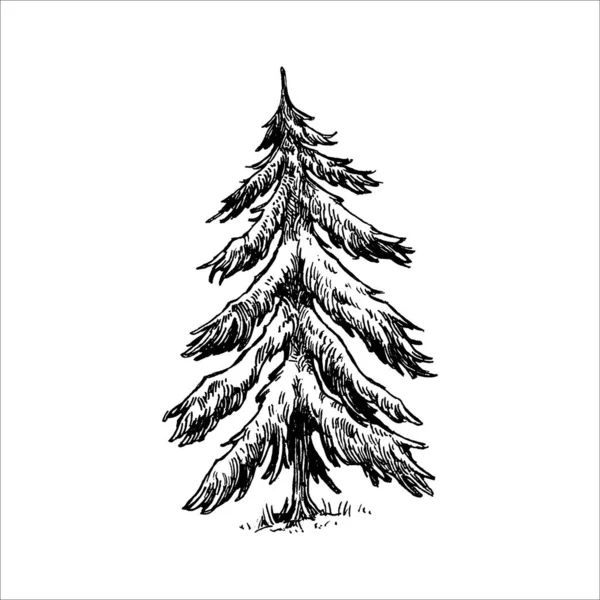 Drawing of a christmas tree spruce or fir drawn Vector Image