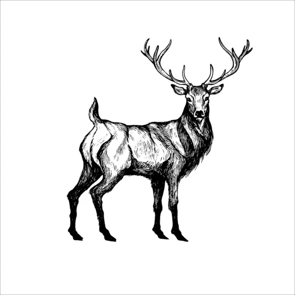 Beautiful Hand Drawn Deer Illustration Wild Animal — Stock Vector