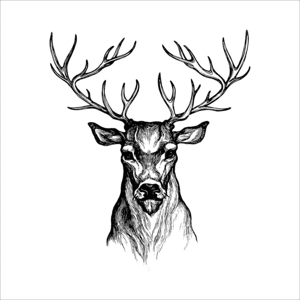 Beautiful Hand Drawn Deer Illustration Wild Animal — Stock Vector