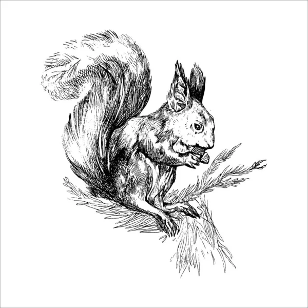 Όμορφη Ζωγραφισμένα Στο Χέρι Σκίουρος Εικόνα Δάσος Ζώων — Διανυσματικό Αρχείο