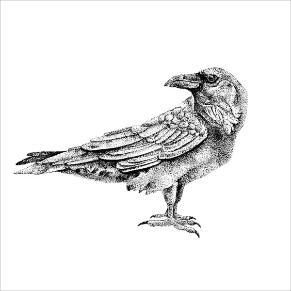 美丽的手绘乌鸦图解纹身设计 — 图库矢量图片