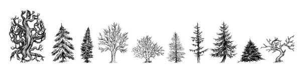 Bela Mão Desenhada Árvore Ilustração Pinheiro —  Vetores de Stock
