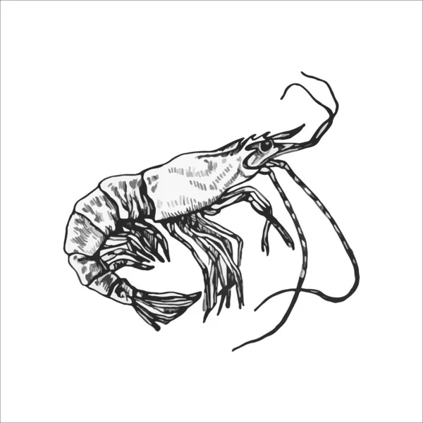 美しい手描きのエビのイラスト 海の絵のデザイン — ストックベクタ