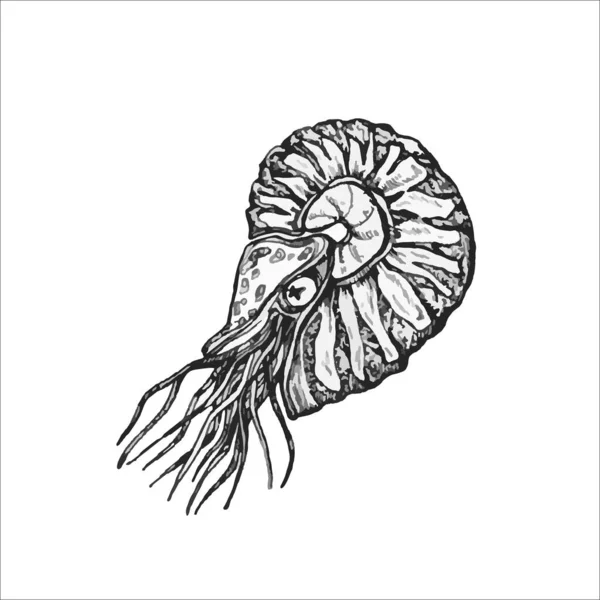 Yapımı Ammonit Çizimi Tasarımı Deniz Çizimi Okyanus — Stok Vektör