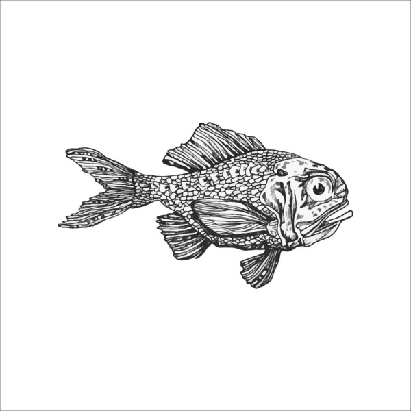 Hermosa Ilustración Pescado Dibujado Mano Dibujo Del Océano — Archivo Imágenes Vectoriales