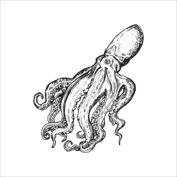 Handgetekende Octopus Illustratie Octopus Tekening — Stockvector
