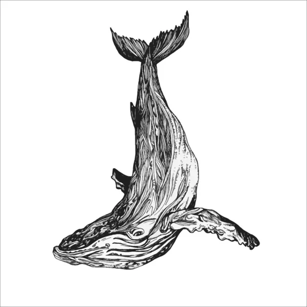 Bela Ilustração Baleia Desenhada Mão Desenho Baleia —  Vetores de Stock
