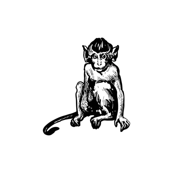 Bella Illustrazione Della Scimmia Disegnata Mano Disegno Della Scimmia — Vettoriale Stock