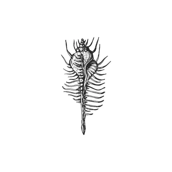 Belle Illustration Coquille Dessinée Main Conception Dessin Shell — Image vectorielle