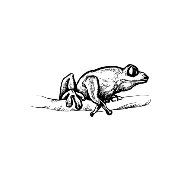 Krásná Ručně Kreslená Žába Ilustrace Kresba Žába Design — Stockový vektor