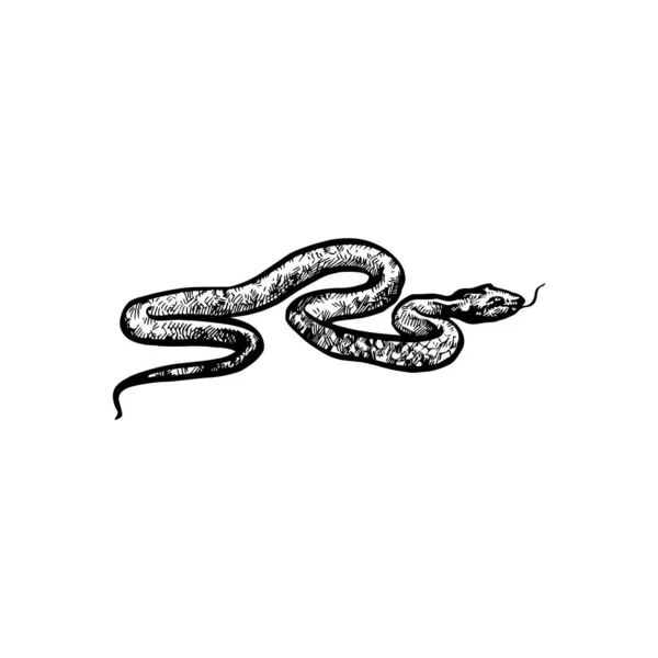 Bella Illustrazione Mano Serpente Disegnato Disegno Del Serpente — Vettoriale Stock