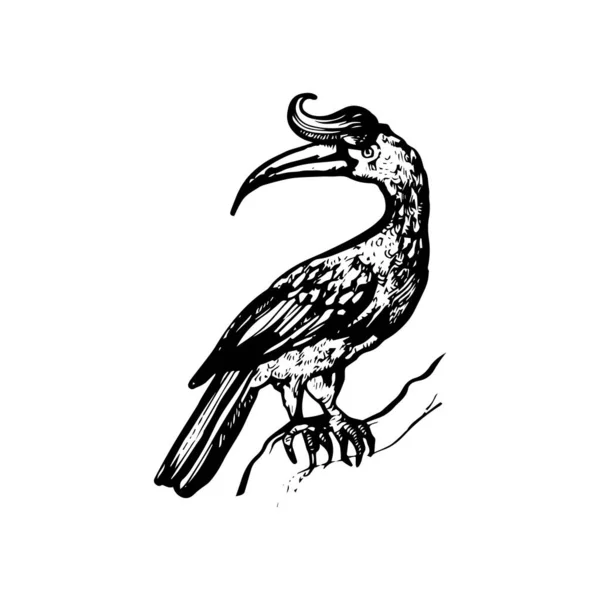 Piękny Tropikalny Ptak Ilustracja Projekt Rysunku Ptaków — Wektor stockowy