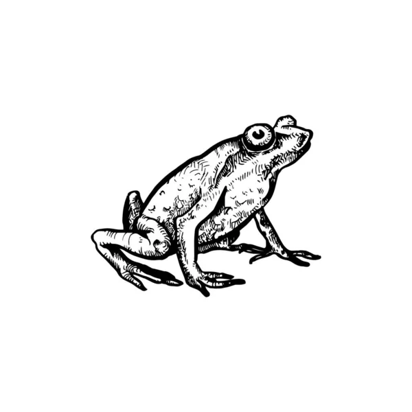 Όμορφη Ζωγραφισμένη Στο Χέρι Εικόνα Βάτραχος Βάτραχος Σχέδιο — Διανυσματικό Αρχείο