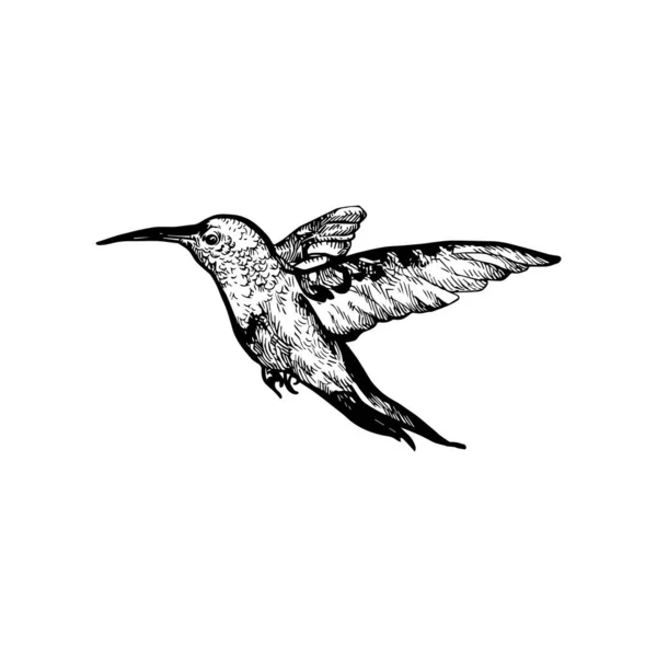 美しい手書きのハチドリのイラスト ハチドリの絵のデザイン — ストックベクタ