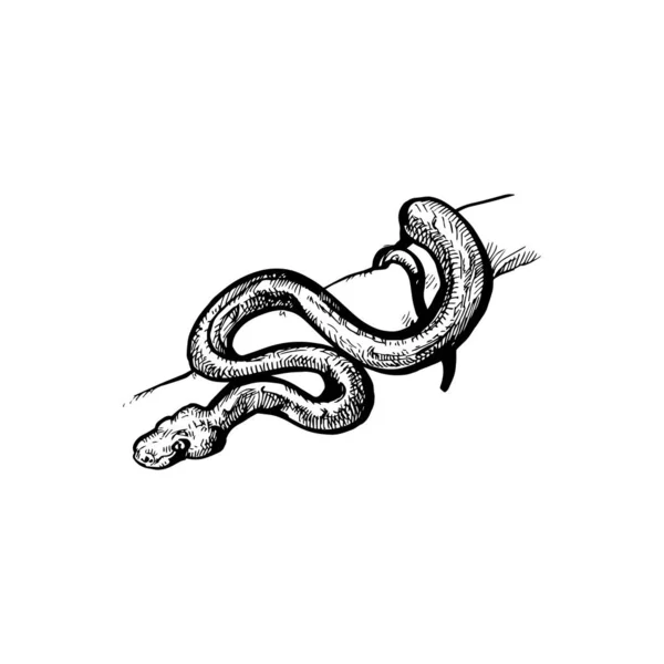 Bella Illustrazione Mano Serpente Disegnato Disegno Del Serpente — Vettoriale Stock