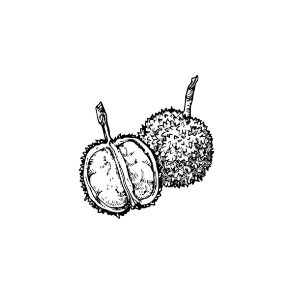 Mooie Tropische Fruit Illustratie Fruit Tekening Ontwerp — Stockvector