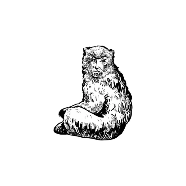 Vacker Handritad Apa Illustration Monkey Ritning Design — Stock vektor