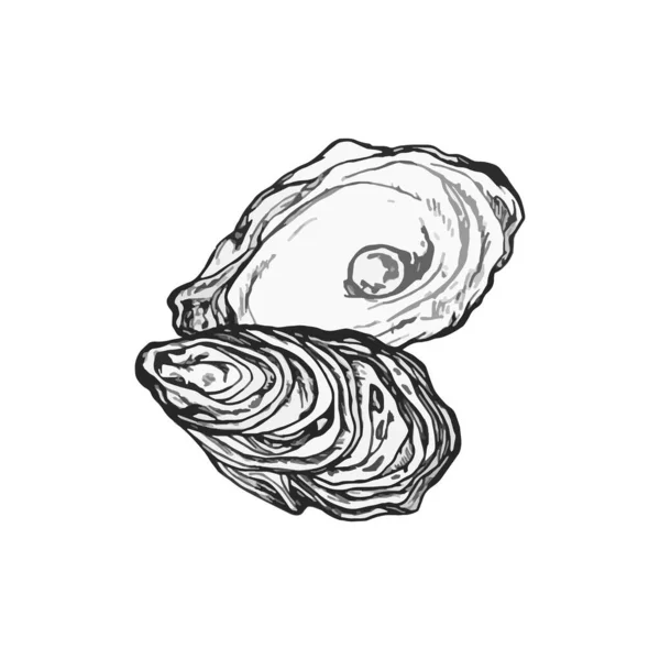 Beautiful Handdrawn Shell Illustration Shell Drawing Design — Stock Vector