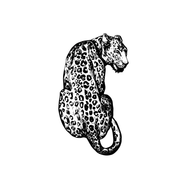 Bela Ilustração Leopardo Desenhado Mão Desenho Leopardo — Vetor de Stock