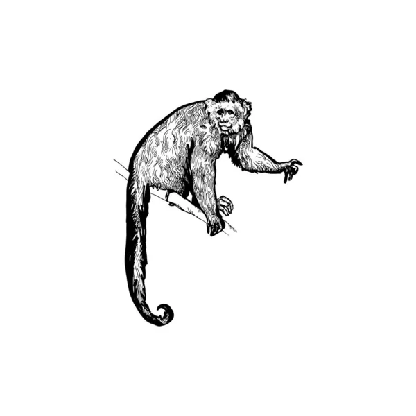 Prachtige Handgetekende Aap Illustratie Monkey Tekening Ontwerp — Stockvector