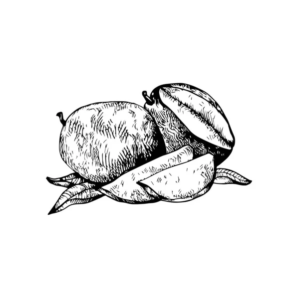 Bela Ilustração Frutas Tropicais Desenho Frutas —  Vetores de Stock