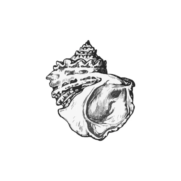 Bella Illustrazione Shell Disegnato Mano Disegno Shell — Vettoriale Stock