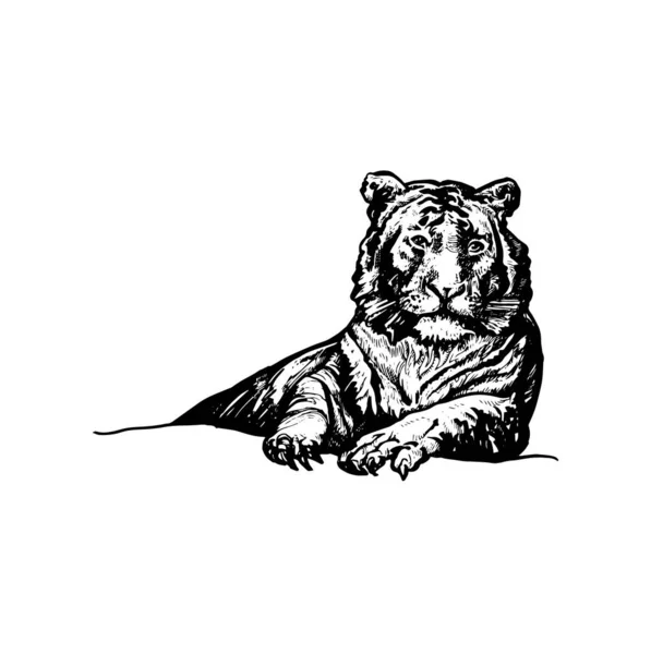 Bela Ilustração Tigre Desenhado Mão Desenho Tigre Design — Vetor de Stock