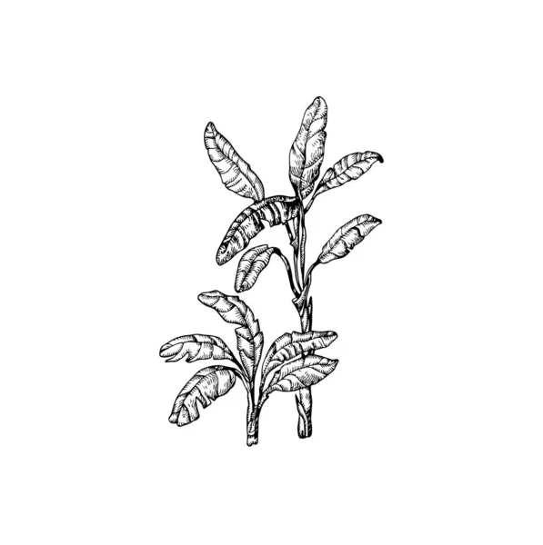 Красивая Иллюстрация Пальмы Ручной Работы Рисунок Пальмы — стоковый вектор