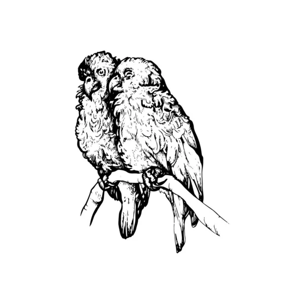 漂亮的手绘鹦鹉图解 鸟类绘图设计 — 图库矢量图片