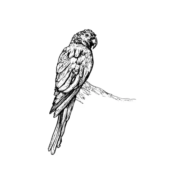 漂亮的手绘鹦鹉图解 鸟类绘图设计 — 图库矢量图片