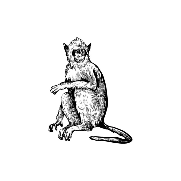 漂亮的手绘猴图解 猴图解设计 — 图库矢量图片#