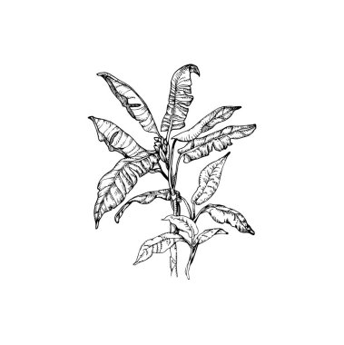 Güzel el çizimi palmiye ağacı çizimi, palmiye ağacı çizimi