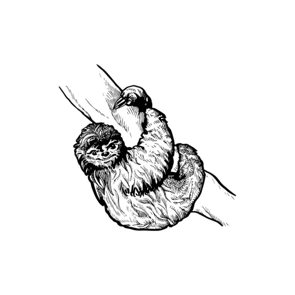 Όμορφο Χειροποίητο Sloth Εικονογράφηση Άγριο Ζώο Σχεδιασμό — Διανυσματικό Αρχείο