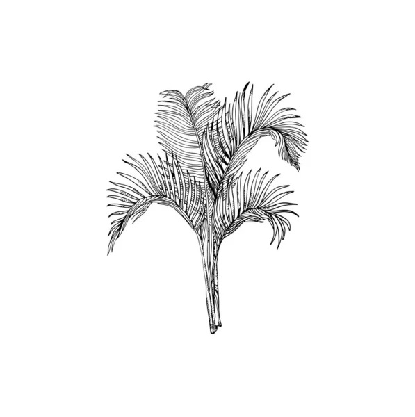 Piękne Ręcznie Rysowane Drzewo Palmowe Ilustracja Rysunek Palmy — Wektor stockowy