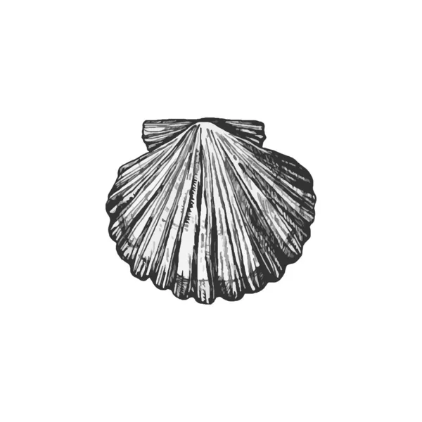 Bela Ilustração Concha Desenhada Mão Design Desenho Shell —  Vetores de Stock