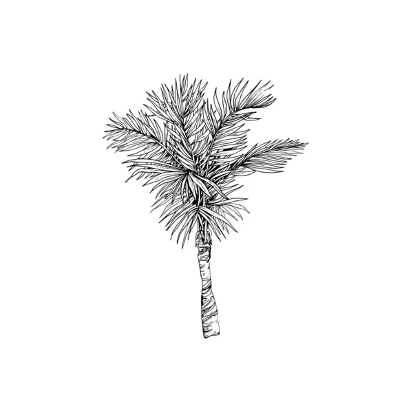 Bella Palma Disegnata Mano Illustrazione Disegno Della Palma — Vettoriale Stock