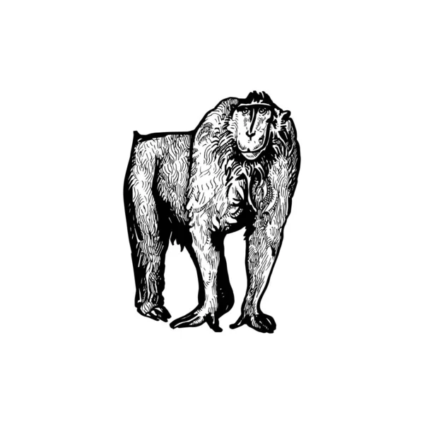 Όμορφη Χειρόγραφη Εικόνα Μαϊμού Μαϊμού Σχέδιο — Διανυσματικό Αρχείο