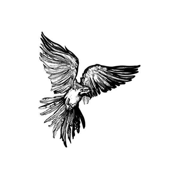 Schöne Handgezeichnete Papageienillustration Vogelzeichnung Design — Stockvektor