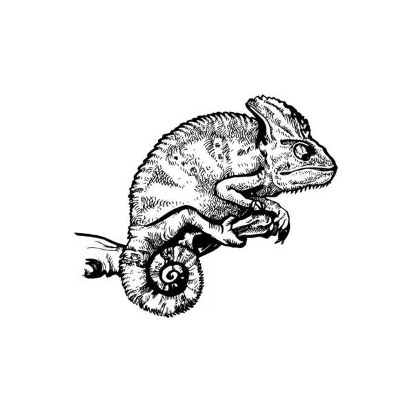 Όμορφο Ζωγραφισμένο Στο Χέρι Chameleon Εικονογράφηση Χαμαιλέων Σχέδιο — Διανυσματικό Αρχείο