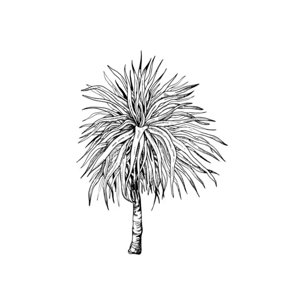 Piękne Ręcznie Rysowane Drzewo Palmowe Ilustracja Rysunek Palmy — Wektor stockowy