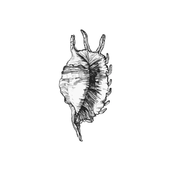 Рисунок Оболочки Руки Рисунок Shell — стоковый вектор