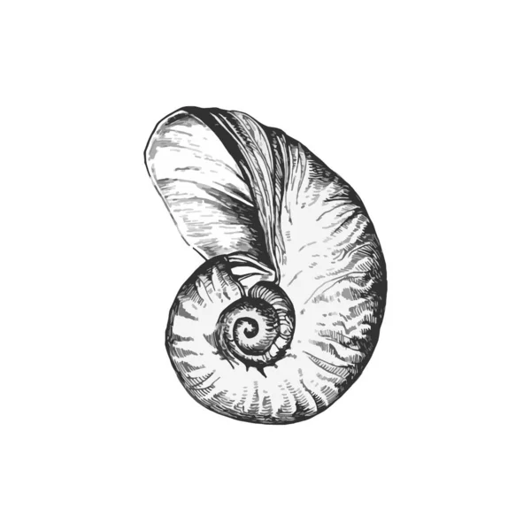 Bella Illustrazione Shell Disegnato Mano Disegno Shell — Vettoriale Stock