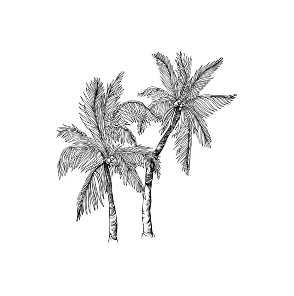 Красивая Иллюстрация Пальмы Ручной Работы Рисунок Пальмы — стоковый вектор