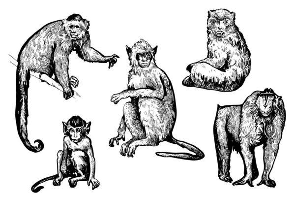 Vacker Handritad Apa Illustration Monkey Ritning Design — Stock vektor