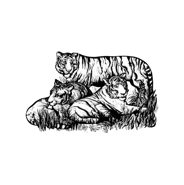 Bela Ilustração Tigre Desenhado Mão Desenho Tigre Design — Vetor de Stock