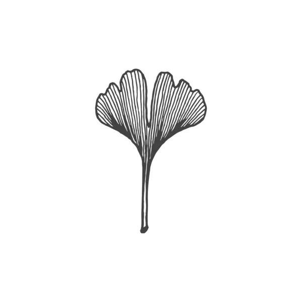 銀杏のデザイン要素 植物画 ロゴ要素 クリップ アウトライン 入れ墨 手描き ベクトル要素 — ストックベクタ